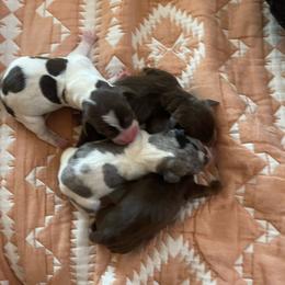 Chocolate Pie - Piebald male Dachshund puppy in Yuba City, California from The Navarro Furbabies