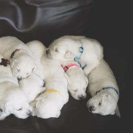 Golden Retrievers from Living on Faiths Golden Retrievers