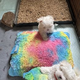 Sleepy collar yellow - White male Maltese puppy in Taylorsville, North Carolina from Mountain Top Hot Tailz
