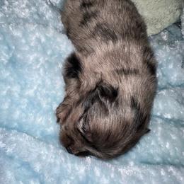 Chief - Blue merle male Pomeranian puppy in Childersburg, Alabama from A Sample Of Gods Love Kennels