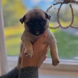Eddie - Fawn male Pug puppy in Damascus, Maryland from Elly & Junior’s Legacy