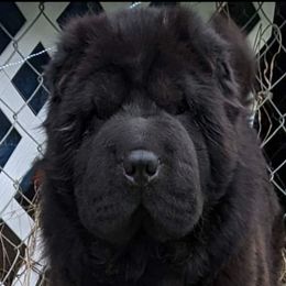 Dumplin - Chinese Shar-Pei