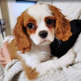 Drew - Blenheim male Cavalier King Charles Spaniel puppy in Rockville, Maryland from Skais the Limit Cavaliers
