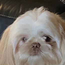 Shih Tzu Puppies from GiGi’s Little Tzu