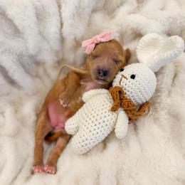Faith - Red  female Goldendoodle puppy in Sulphur, Louisiana from Curly Q’s Of Carlyss