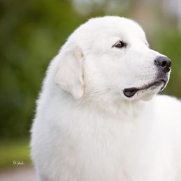 Dachshunds and Great Pyrenees from Pyradox