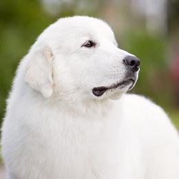Dachshunds and Great Pyrenees from Pyradox