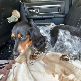 Shiloh - Dachshund