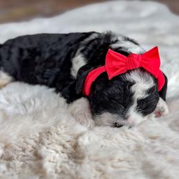 Hot Pink collar - Mrs Norris - Black and white female Cockapoo puppy in Mt Bethel, Pennsylvania from Stasia’s Cutiepoos