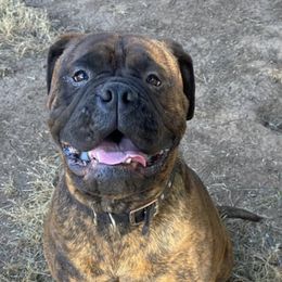 Bullmastiffs from Golden Mountains Bullmastiffs