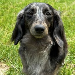 Murray - Dachshund