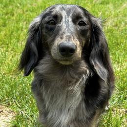 Murray - Dachshund