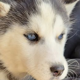 Siberian Huskies from Siberian Husky Family