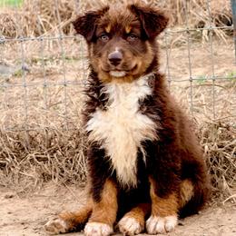 Nova - Red tri-color female Australian Shepherd puppy in Mineral Wells, Texas from A6 Australian Shepards