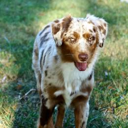 General Lee - Miniature American Shepherd