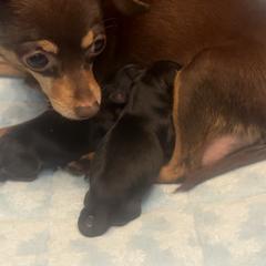 Prague Ratter puppies from North Star Gem’s Prague Ratters