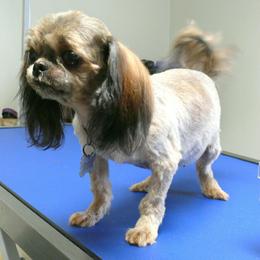 Gabby - Shih Tzu