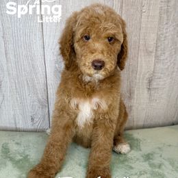 Fern - Apricot male Goldendoodle puppy in Houston, Texas from Golden Life Doodles