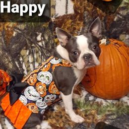 Pandee - Boston Terrier