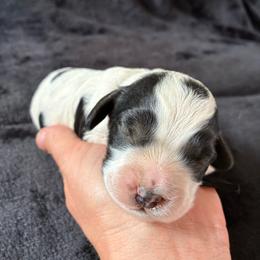 Toad - Black and white male Cockapoo puppy in Adrian, Oregon from ApplebyFarm