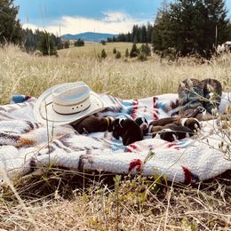 Basset Hound Puppies from American Hounds