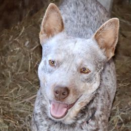 Australian Cattle Dogs from Kimble ACD’s