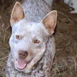 Australian Cattle Dogs from Kimble ACD’s