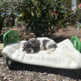 Bo Peep - Tri-color female Cavapoo puppy in Thorndale, Texas from Hattie’s Texas Cavapoos