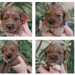 Australian Labradoodle Puppies from Legend Manor Labradoodles