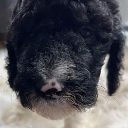 Goldendoodle and Poodle Puppies from Elizabeth Rocha's Doodles