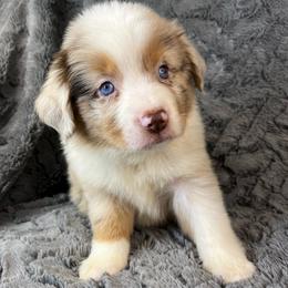 Ollie - Red merle male Miniature Australian Shepherd puppy in Hokes Bluff, Alabama from Alegria Toy Aussies