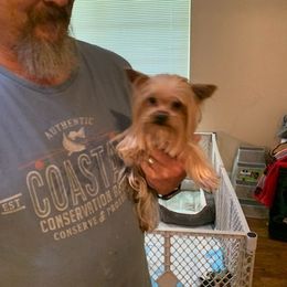 Bulldogs and Yorkshire Terriers from Rollin 7 Farm