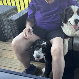Aussiedoodles and Bernedoodles from Doodle Dandy Bernedoodles & Aussiedoodles