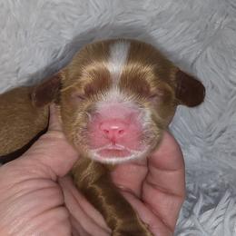 Brody - Red male Cocker Spaniel puppy in Florence, South Carolina from Reddick's American Cocker Spaniels