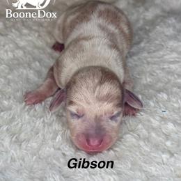 Gibson - Dapple male Dachshund puppy in Lexington, Oklahoma from BooneDox Miniature Dachshunds