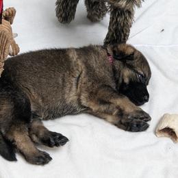 German Shepherd Puppies from Reign Land