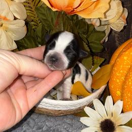 Bougie - Parti female Yorkshire Terrier puppy in Howe, Oklahoma from Ray Holder