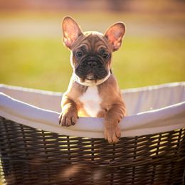 Spot - Fawn French Bulldog puppy in Pennsylvania from Adorable Frenchies