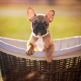 Spot - Fawn French Bulldog puppy in Pennsylvania from Adorable Frenchies