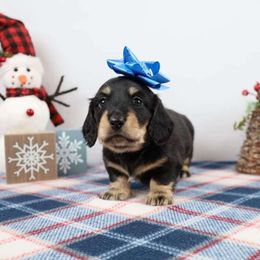Blue Boy - Dachshund puppy from Golden Creek Miniature Farm