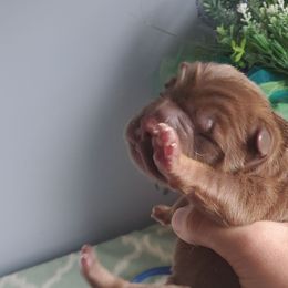 Bellot - Chocolate dilute female Chinese Shar-Pei puppy in Ste. Marie, Illinois from JoShel’s Silver Lined Wrinkles and Tails
