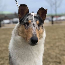 Collies and Shetland Sheepdogs from StoneyAcre