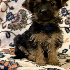 Boerboel, Shorkie, and Toy Australian Shepherd Puppies from SATA Kennels