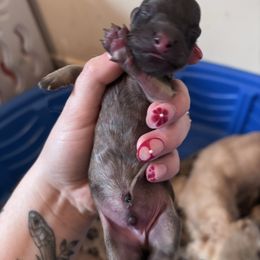 Boy 3 - Cream male Dachshund puppy in Cottonwood, Arizona from JuniperWood Dachshunds