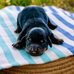 Boy 1 - Black and tan male Dachshund puppy in Burkesville, Kentucky from Bline’s Awesome Aussies, Aussiedoodles & Doxies at the Bline Family Farm