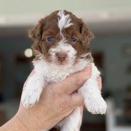 Joy - Red female Bernedoodle puppy in Henry, Illinois from Rowe Farms Doodles