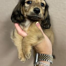 Shaded Cream Longhair Male - Cream male Dachshund puppy in Grandview, Texas from LF & Co Dachshunds