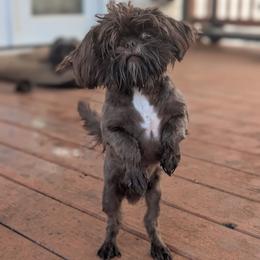 Cooper - Shih Tzu