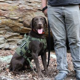 GUARDIAN - North - Chocolate male Labrador Retriever puppy in Morrilton, Arkansas from Ancient Dogges Performance Dogs