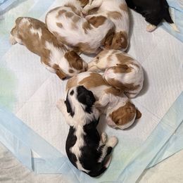 Cavalier King Charles Spaniel Puppies from Poor Ridge Ranch